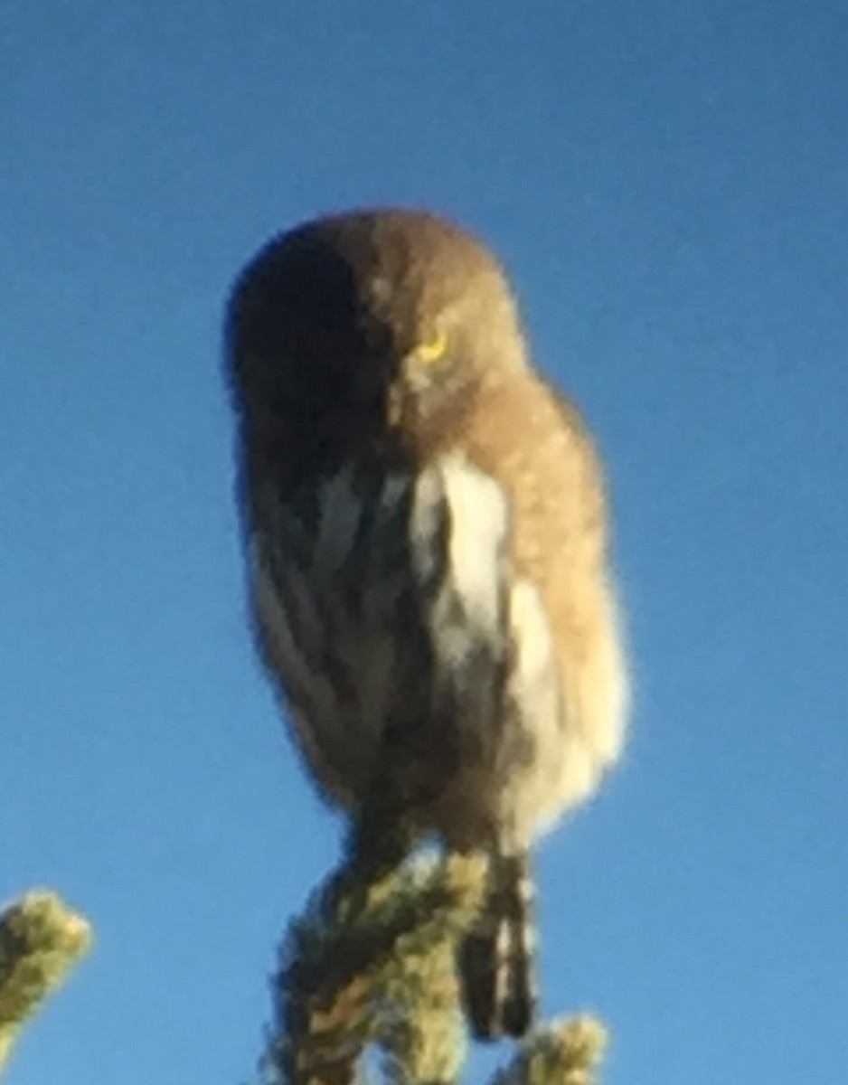 Northern Pygmy-Owl - ML39803541