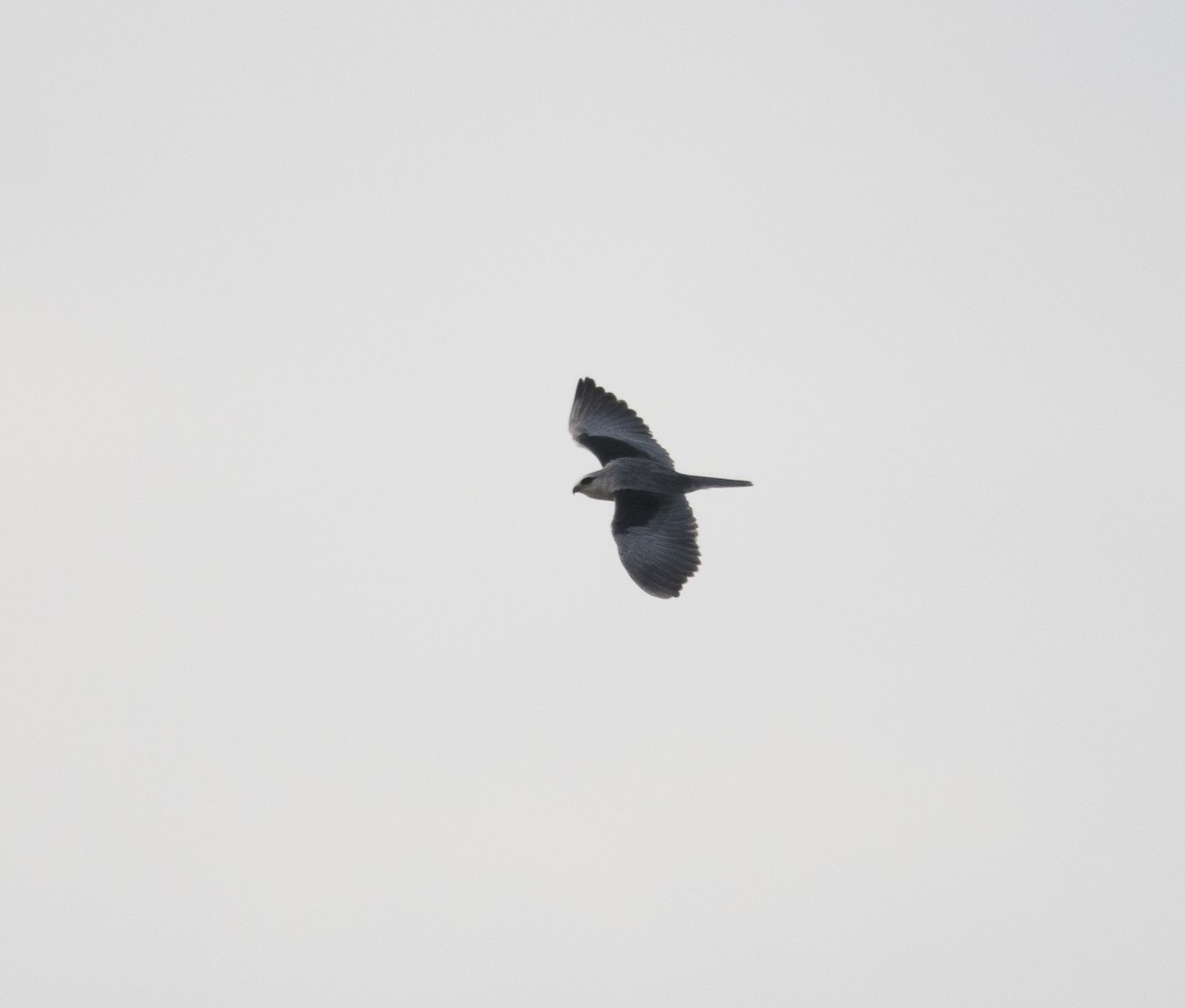 Black-winged Kite (Asian) - ML398035621