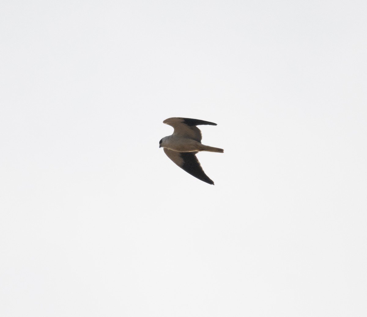 Black-winged Kite (Asian) - ML398035651