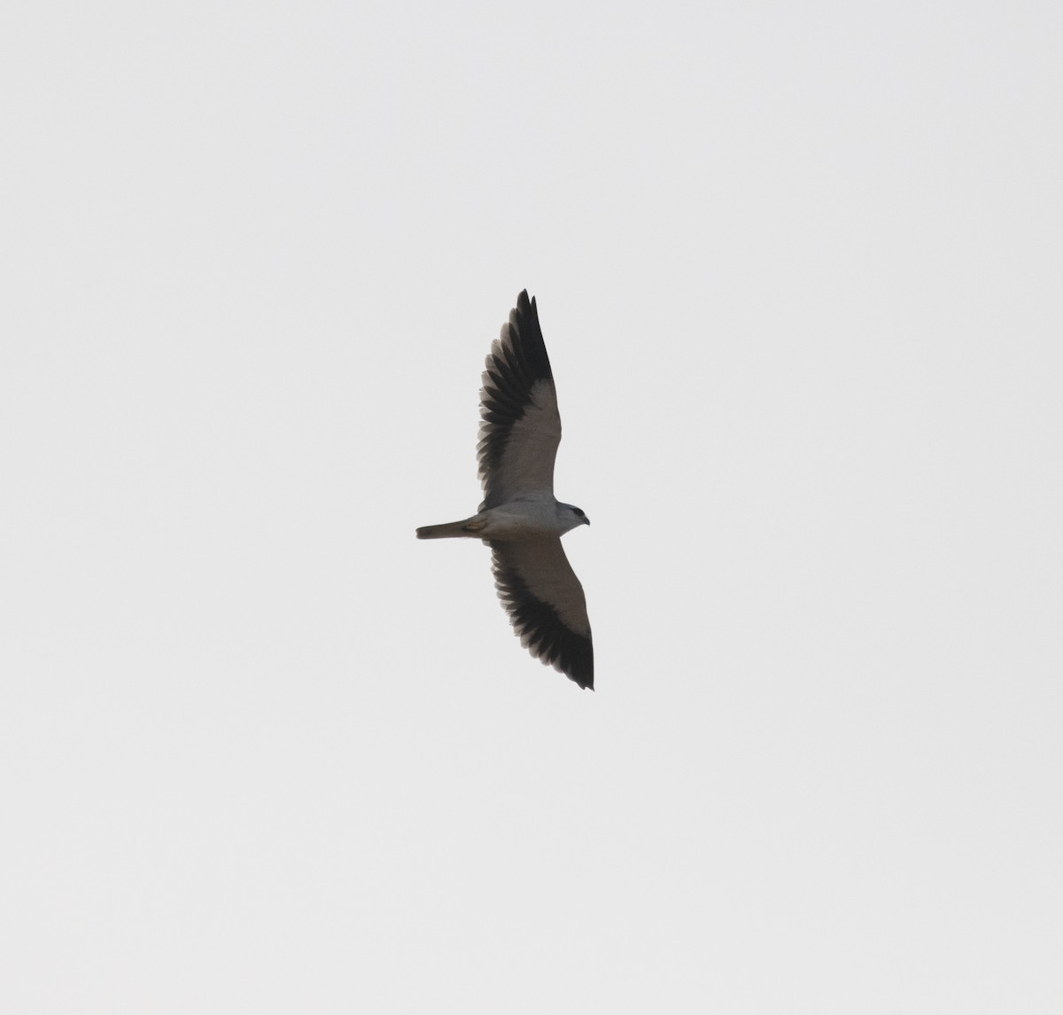 Black-winged Kite (Asian) - ML398035671