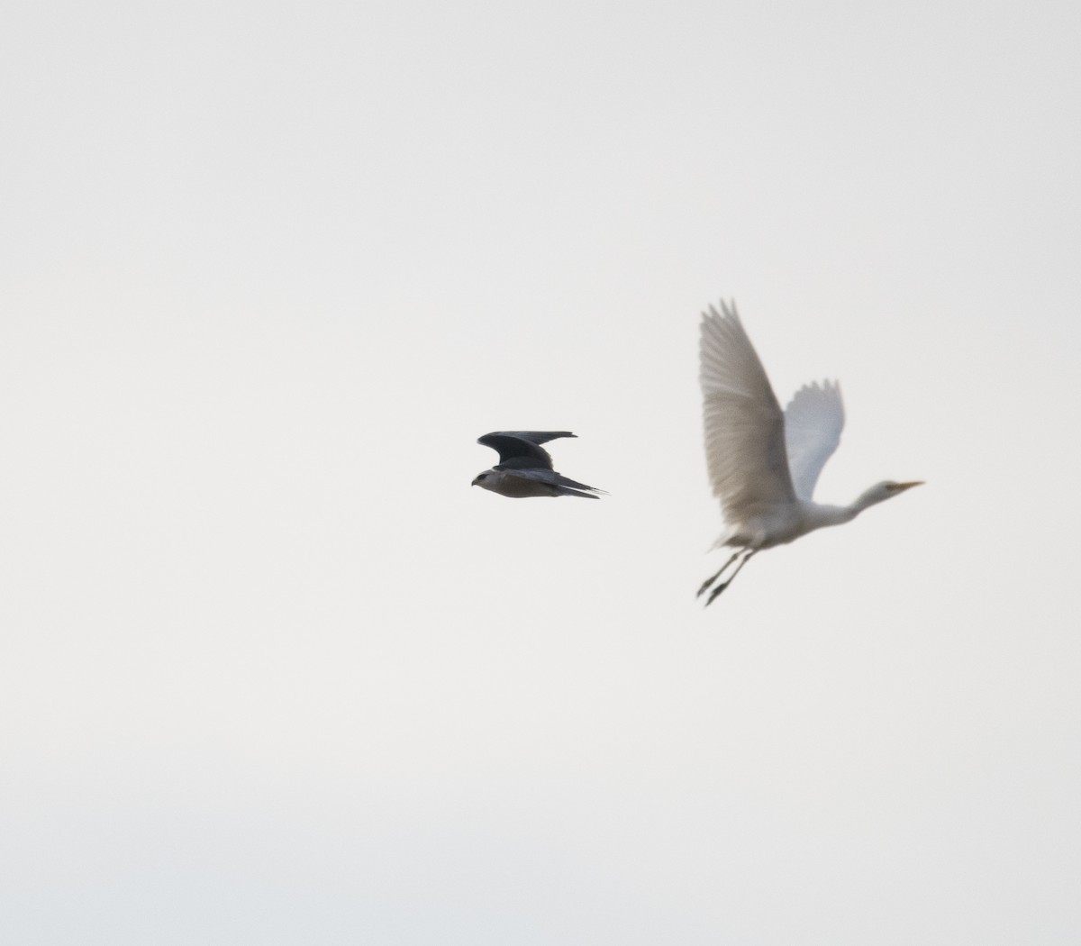 Black-winged Kite (Asian) - David Darrell-Lambert