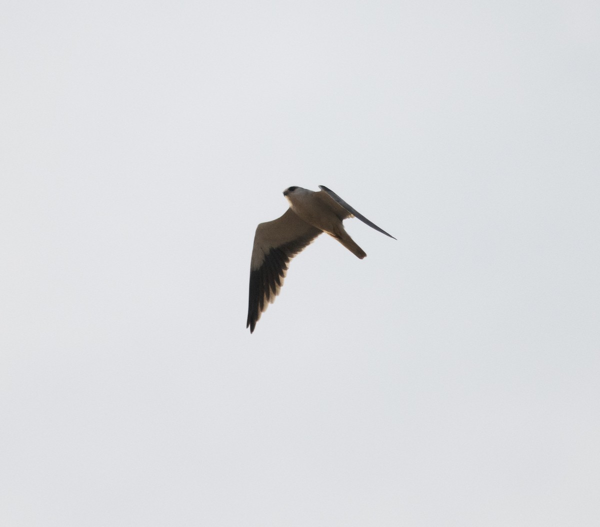 Black-winged Kite (Asian) - ML398035691