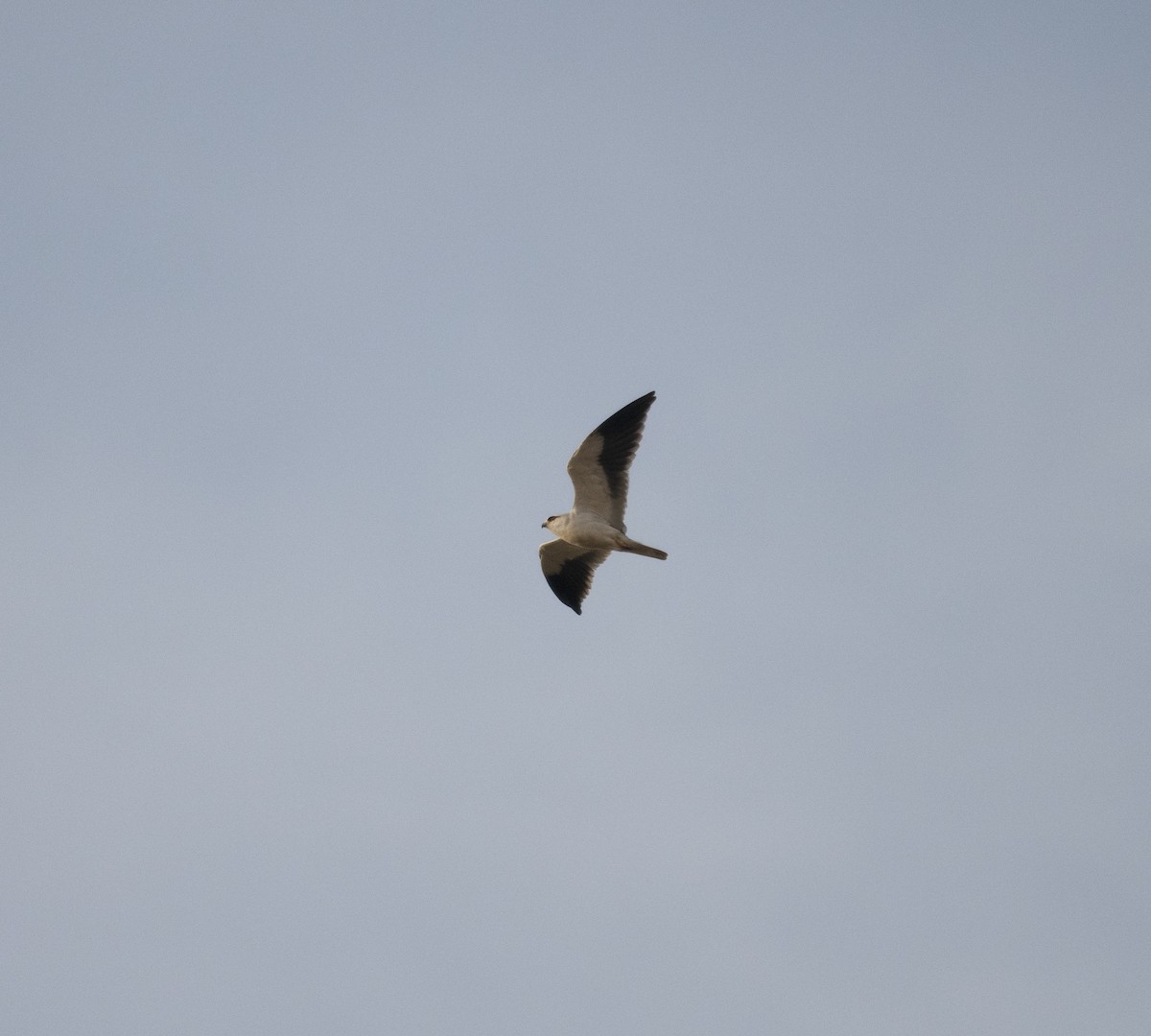 Black-winged Kite (Asian) - ML398035701