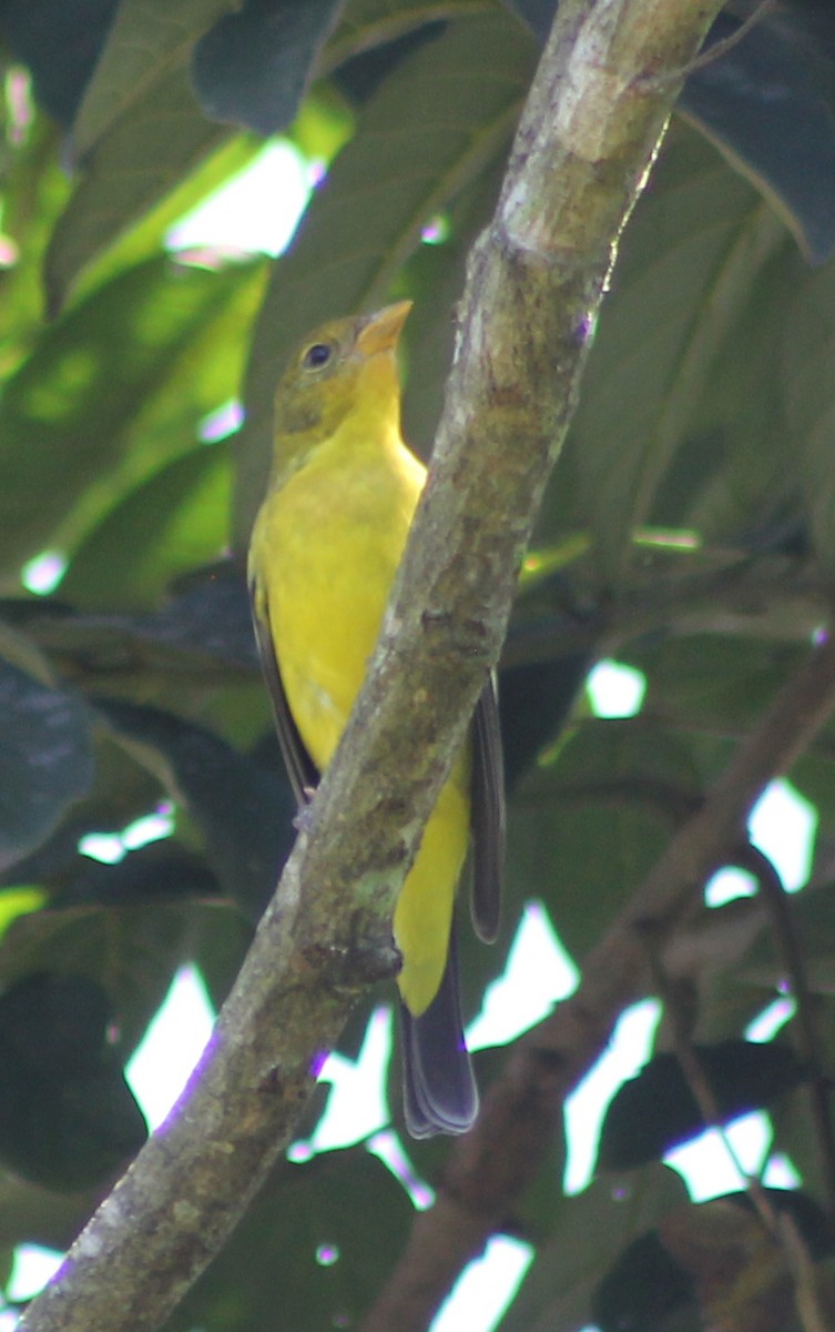 Western Tanager - ML39803881