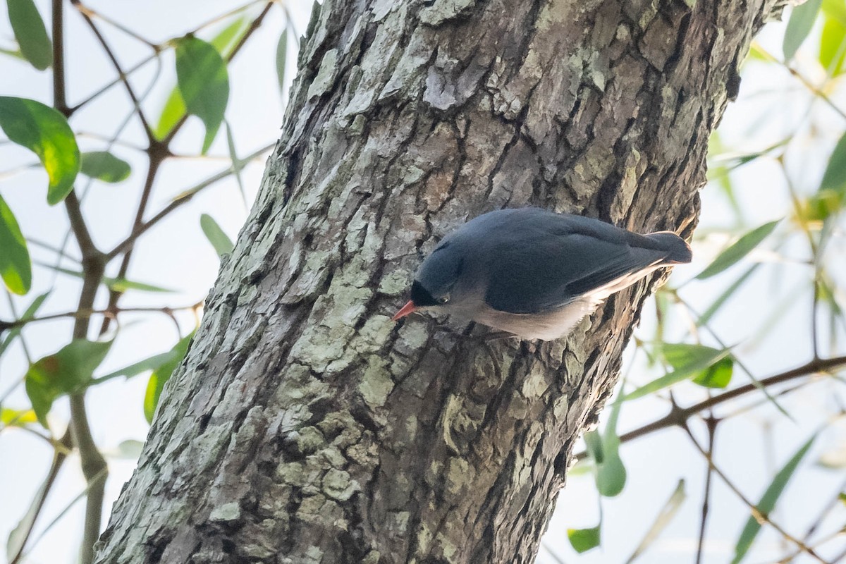 Velvet-fronted Nuthatch - ML398046591