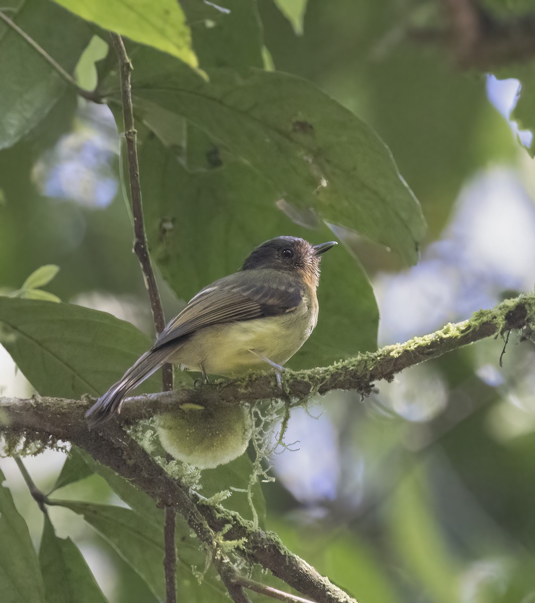 Rufous-breasted Flycatcher - Per Smith