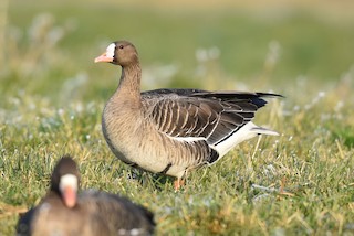Greater White-fronted Goose (Eurasian), ML398051331