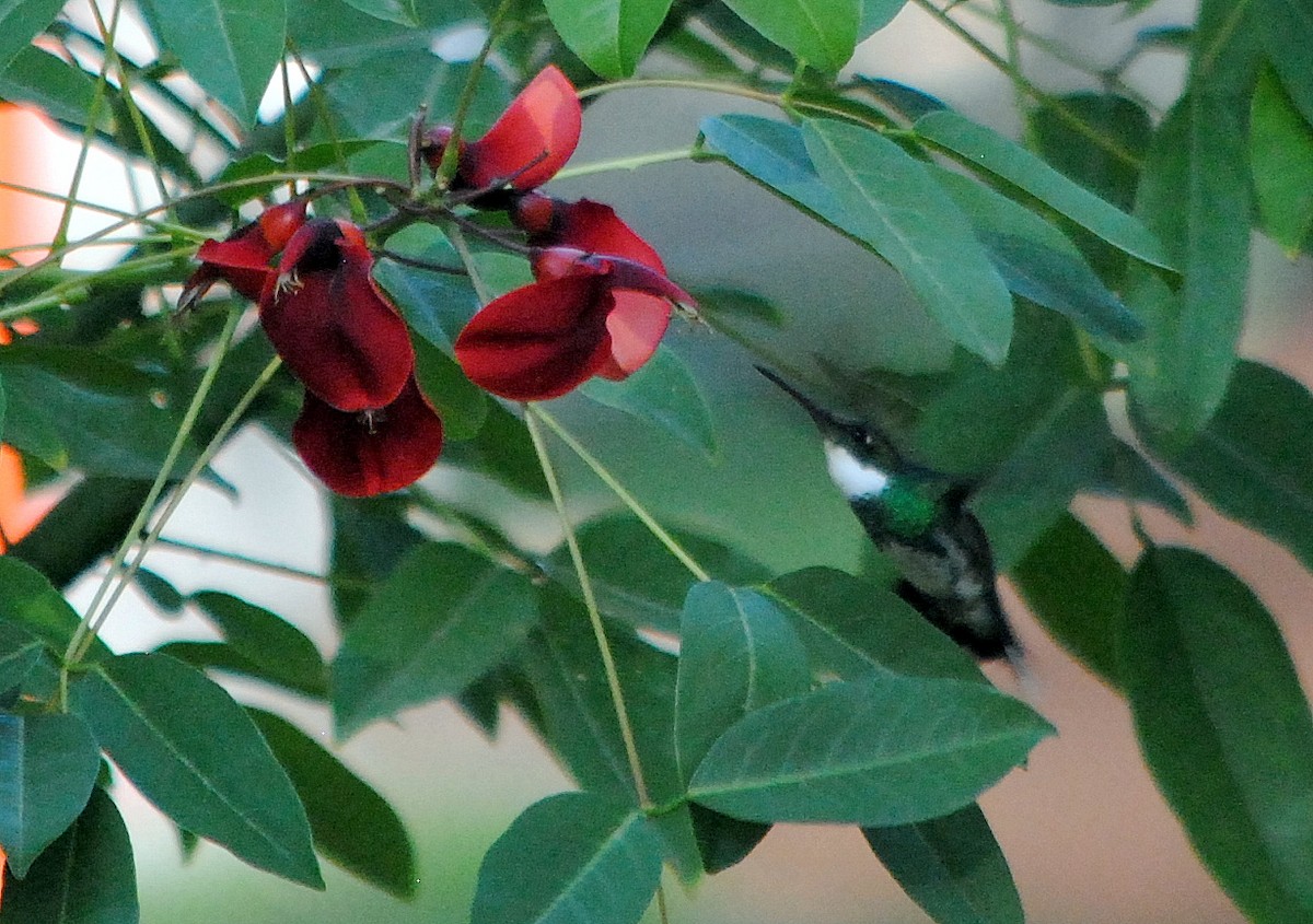 White-throated Hummingbird - ML398061241