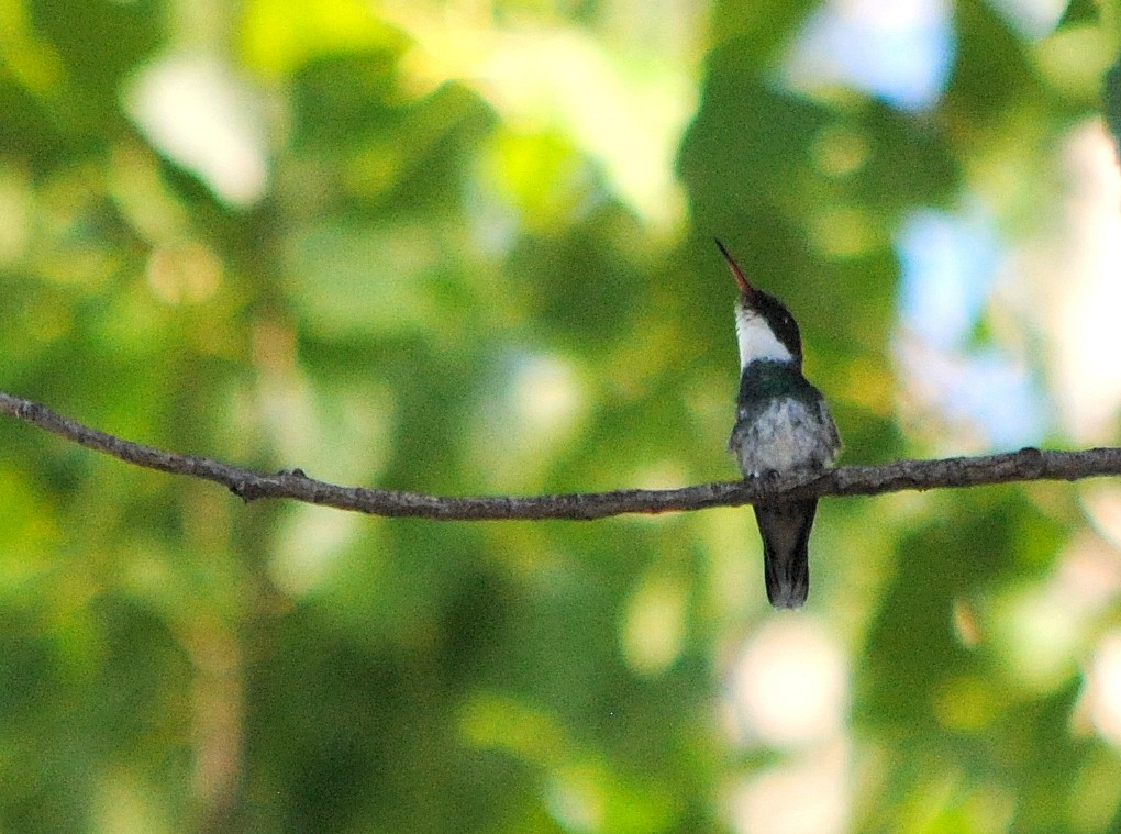 White-throated Hummingbird - ML398061501