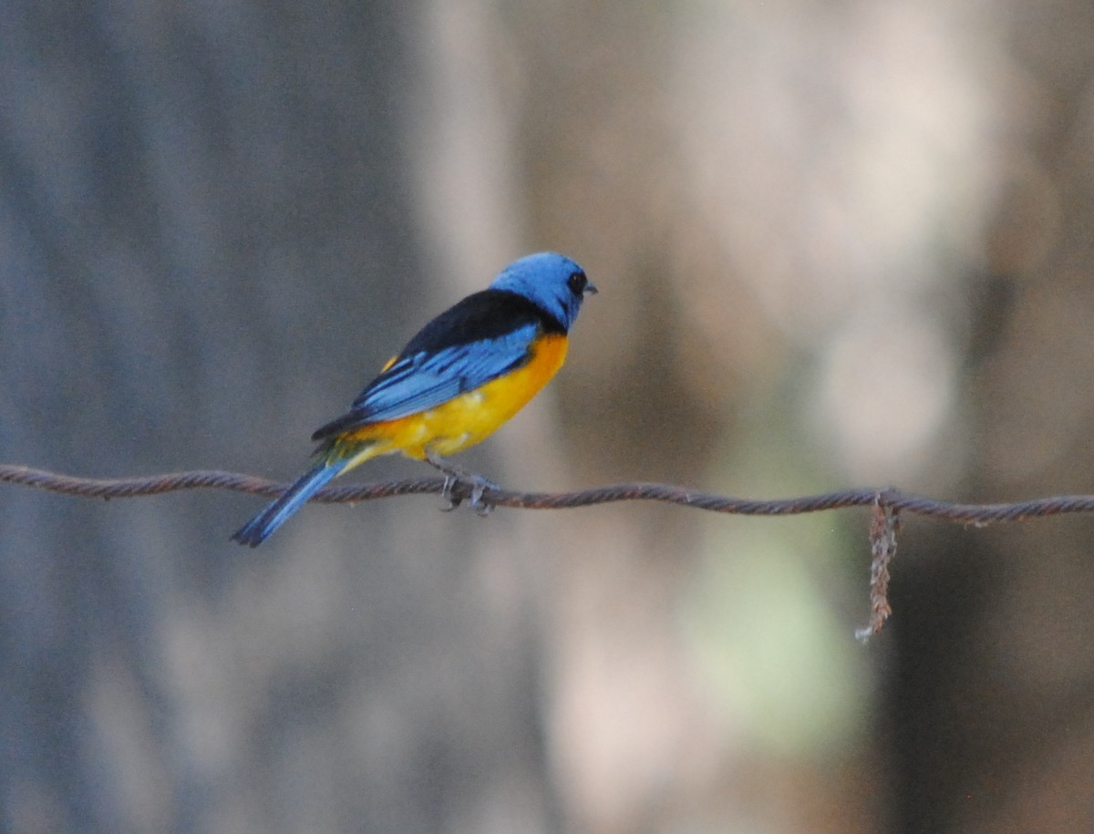Blue-and-yellow Tanager - Julián Tocce