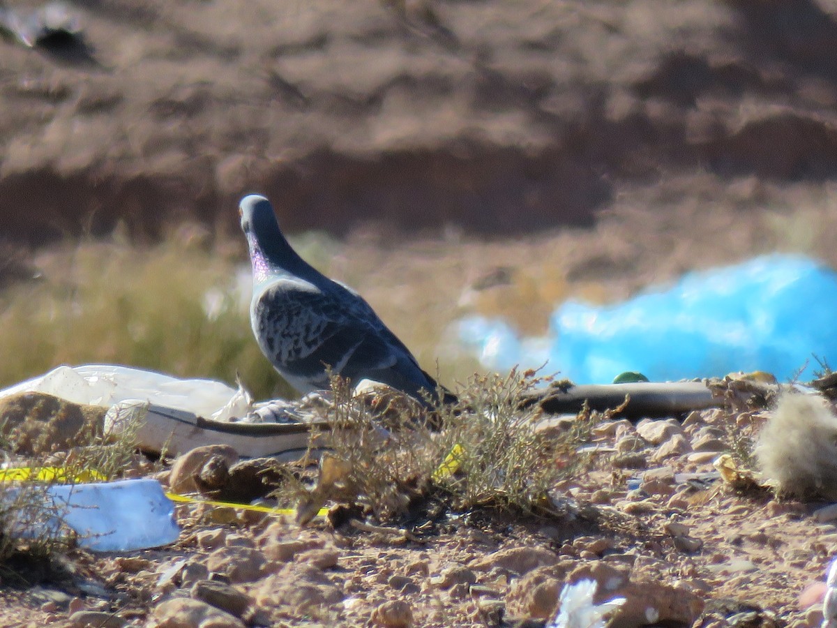 Rock Pigeon (Feral Pigeon) - Thomas Brooks