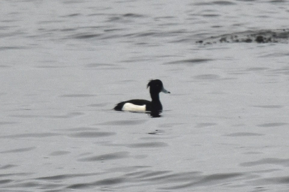 Tufted Duck - ML398068101