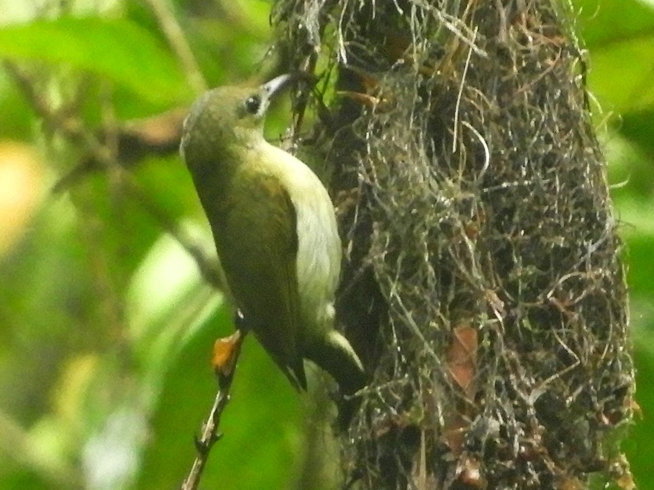 Handsome Sunbird - Catherine McFadden