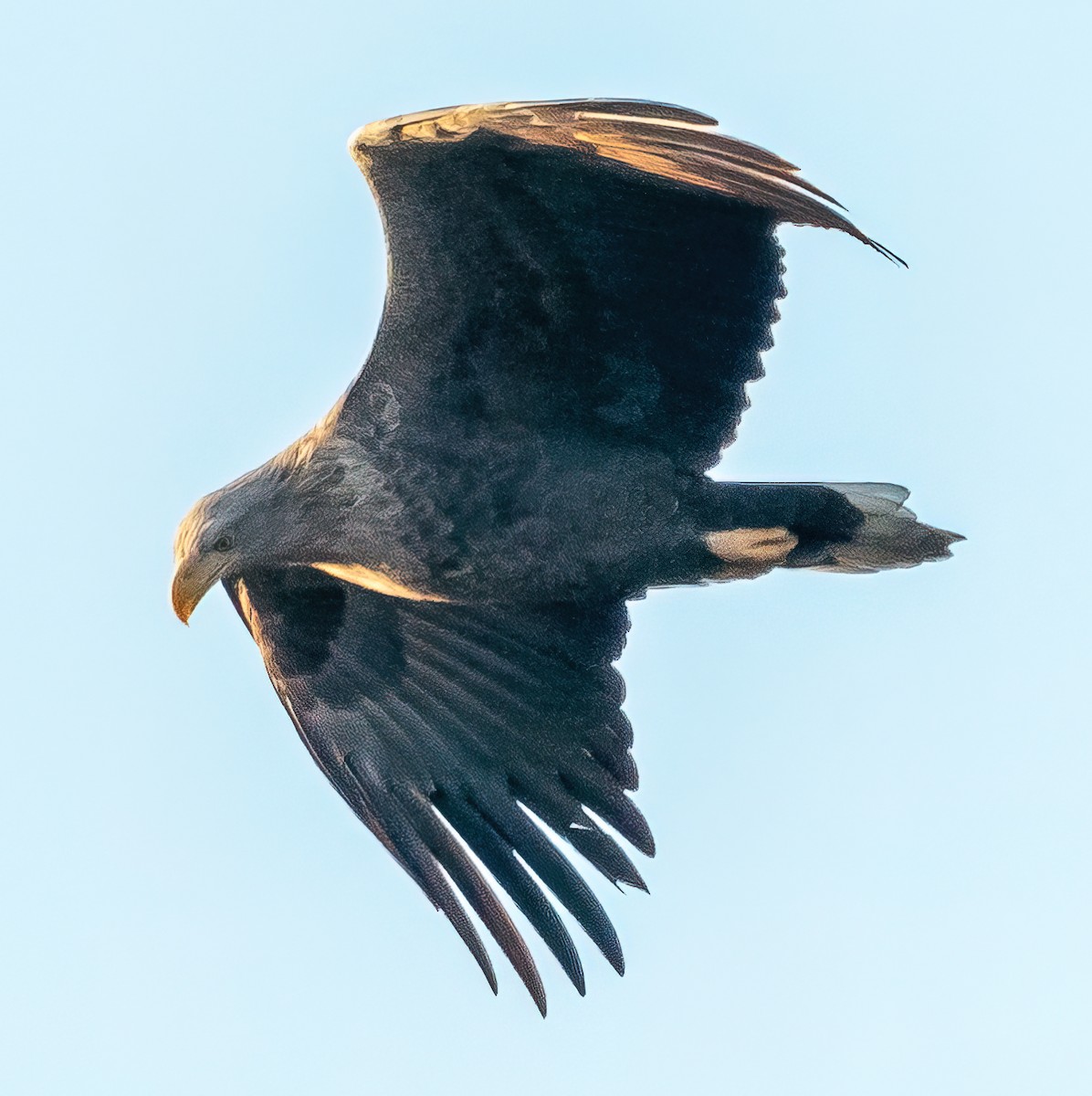 White-tailed Eagle - Dejan Kostic