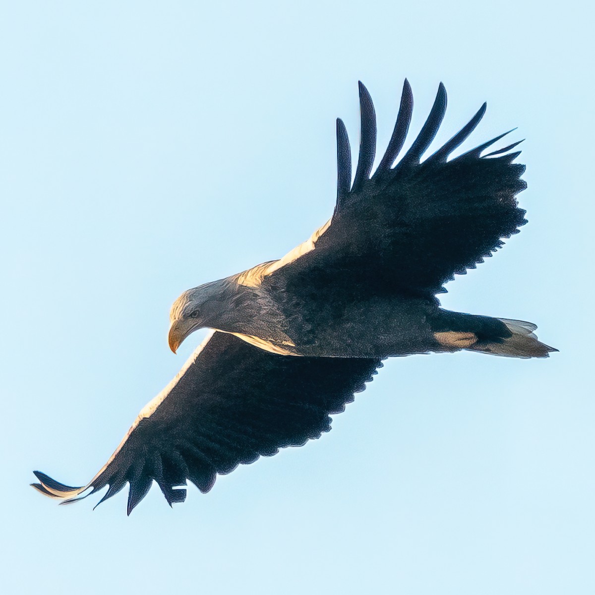 White-tailed Eagle - ML398072341