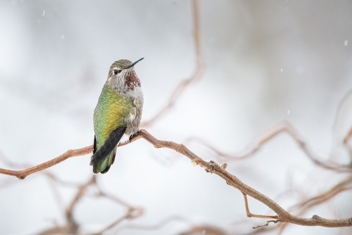 Anna's Hummingbird - Joanie Christian