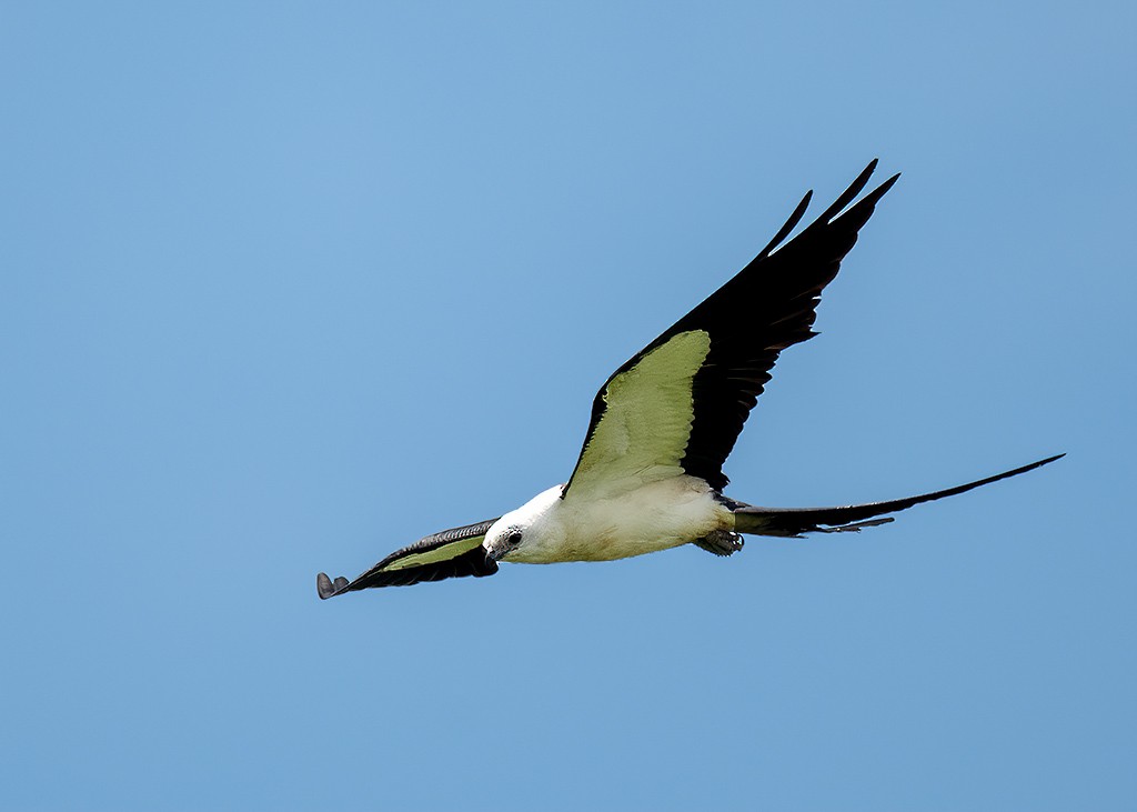 Swallow-tailed Kite - ML398076691