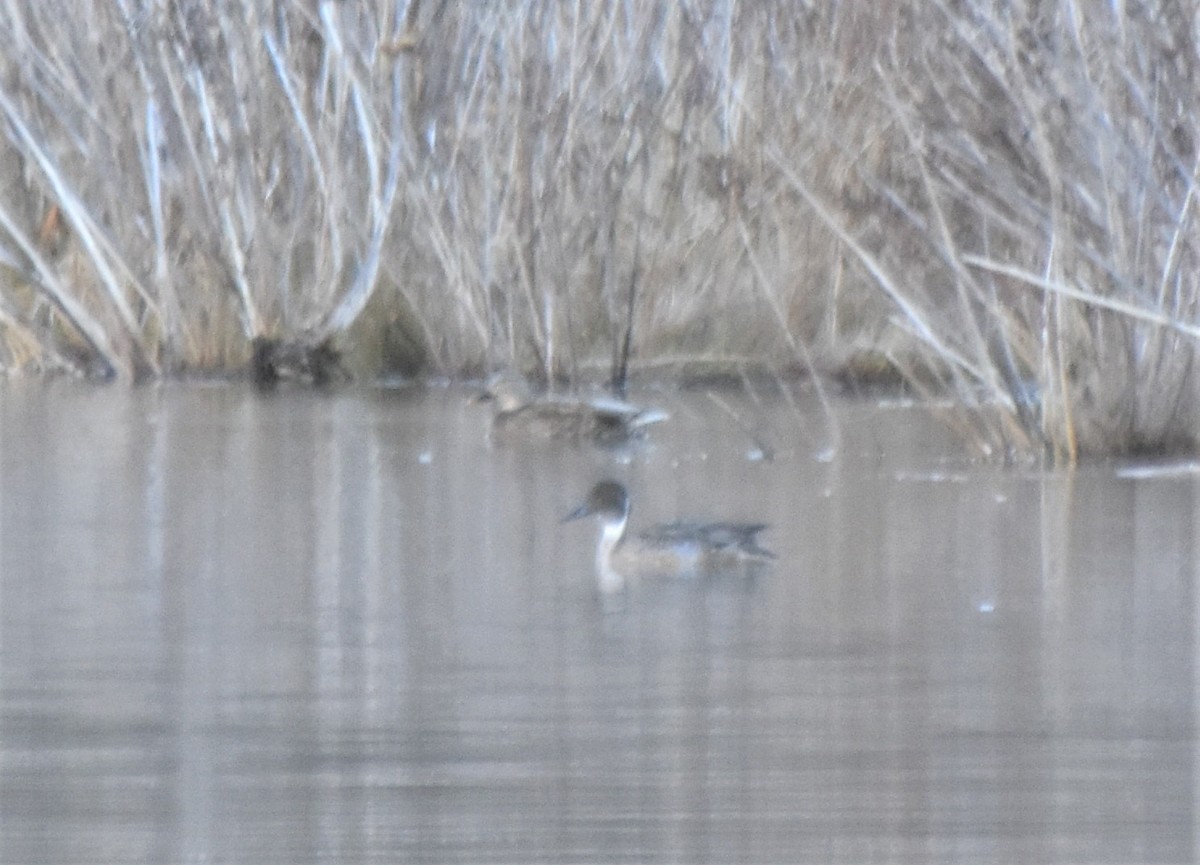 eBird Checklist - 13 Dec 2021 - Saltville Well Fields - 27 species