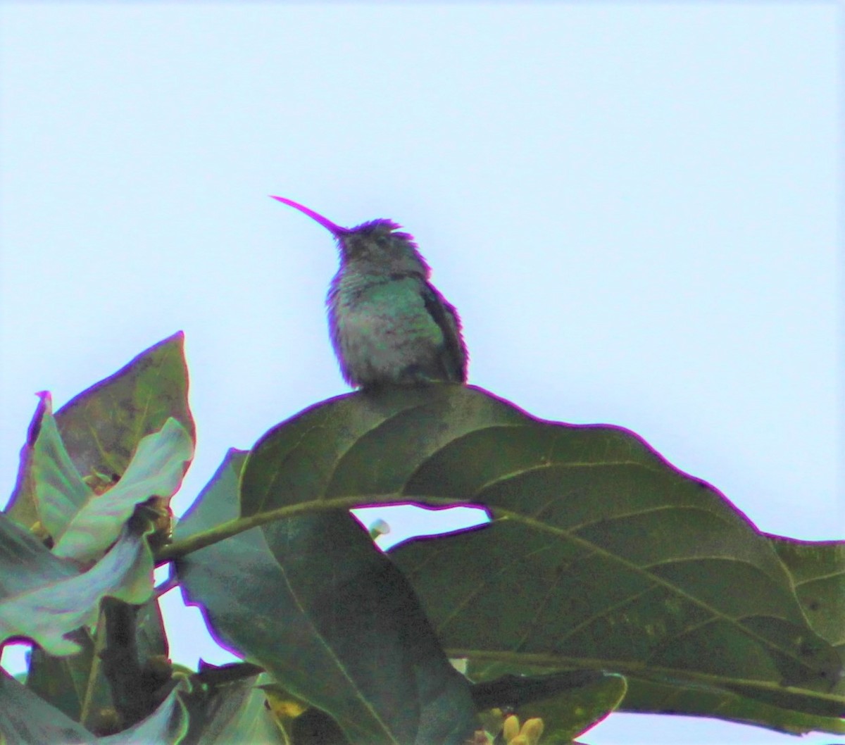 kolibřík bělořitý - ML398079891
