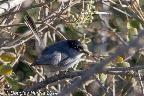 California Gnatcatcher - eBird