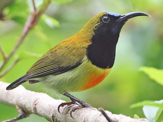 アサクラヨウ The Audacious Kawasaki ZX-14