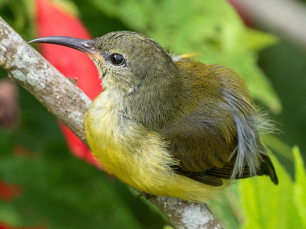 Maroon-naped Sunbird - Forest Jarvis