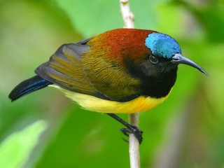 Maroon-naped Sunbird - eBird