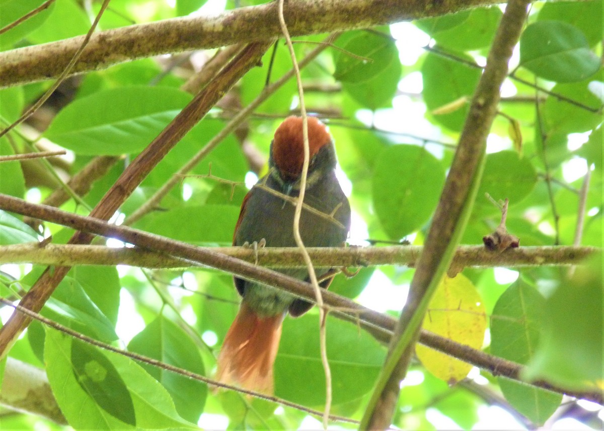 Pinto's Spinetail - ML398097221