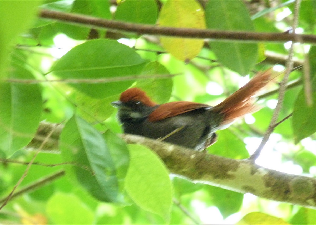 Pinto's Spinetail - ML398097231