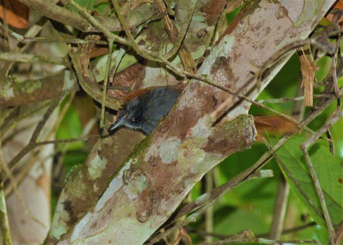 Pinto's Spinetail - ML398097271
