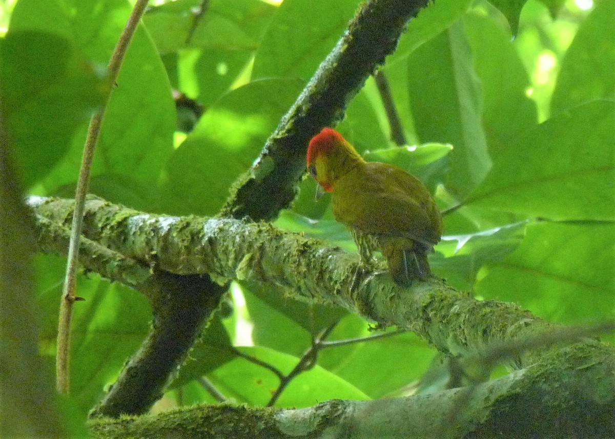 Yellow-throated Woodpecker - Carlos Otávio Gussoni