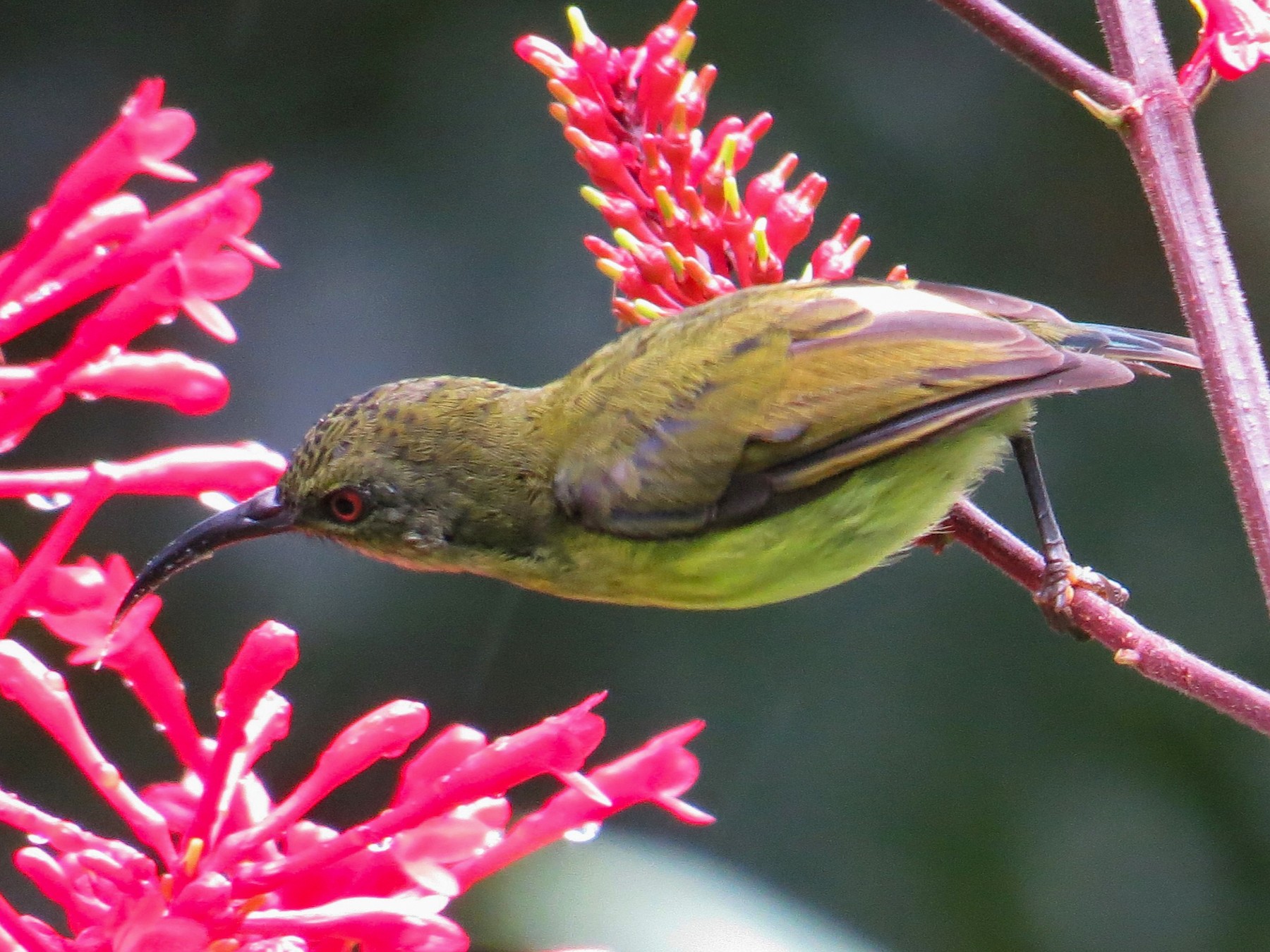 Metallic-winged Sunbird (Luzon) - eBird