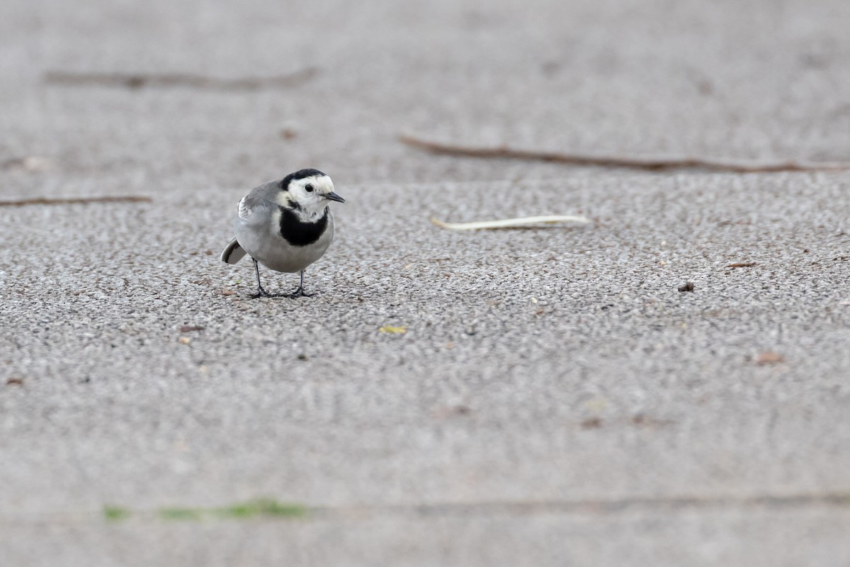 White Wagtail (White-faced) - ML398103991