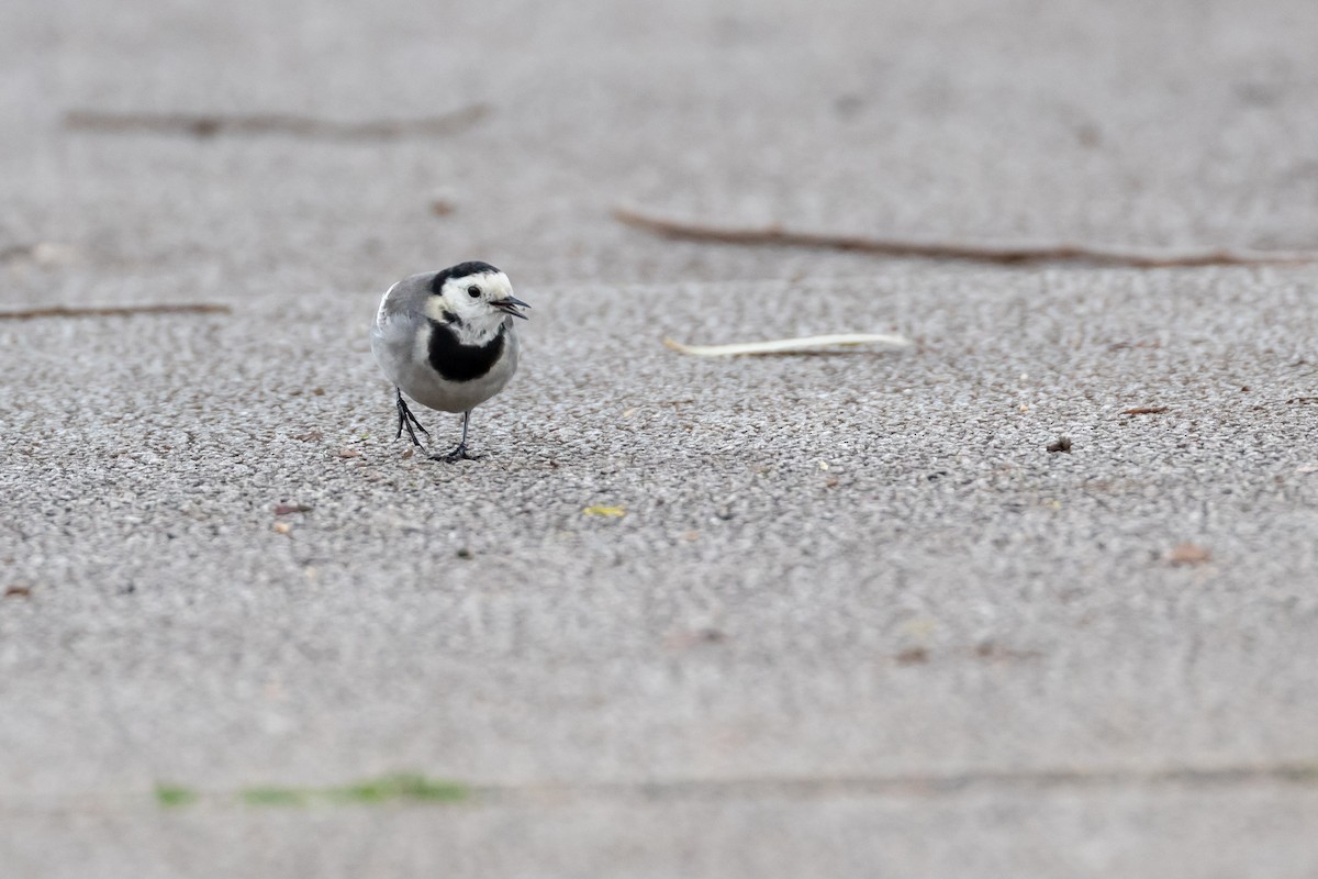 White Wagtail (White-faced) - ML398104001