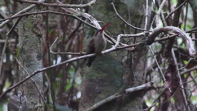 Большеклювый колибри-отшельник (margarettae) - ML398106061