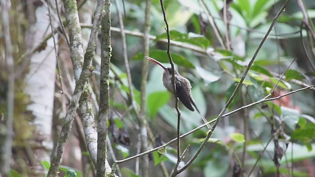 kolibřík dlouhozobý (ssp. margarettae) - ML398106251