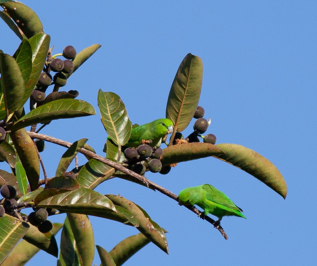 papoušíček mexický (ssp. cyanopygius) - ML398106731