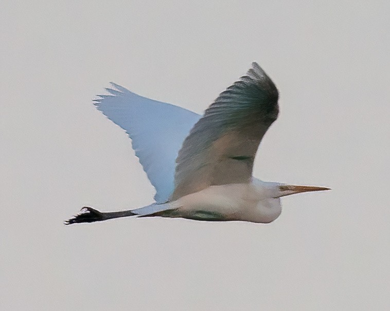 Great Egret - Dejan Kostic
