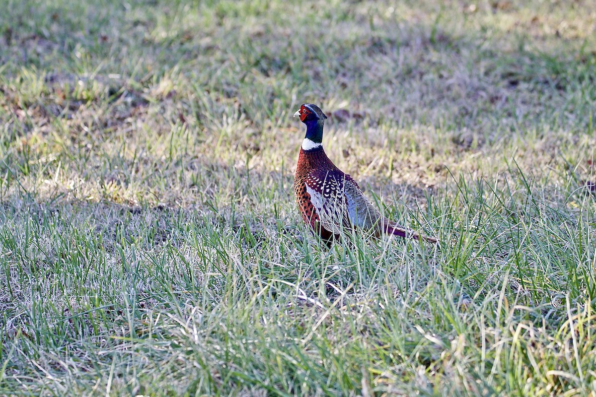 Ring-necked Pheasant - ML398114051