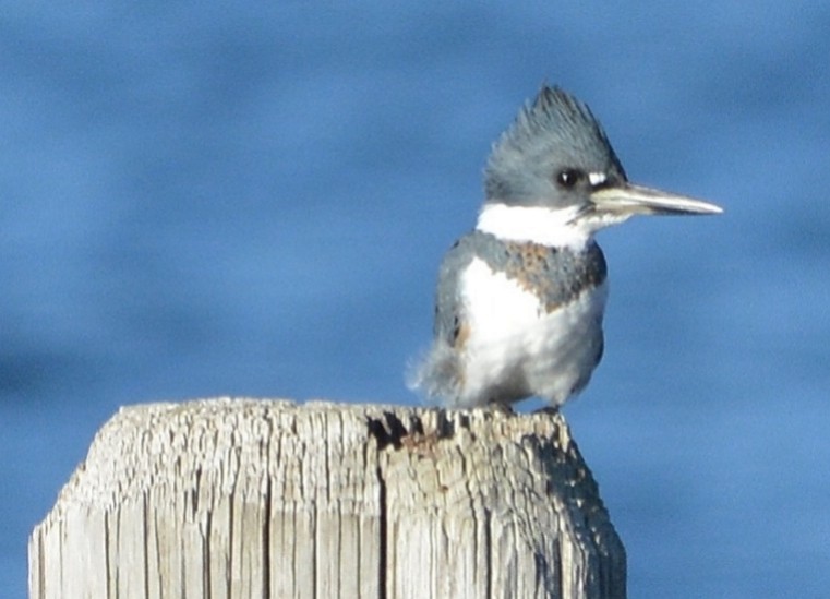 Belted Kingfisher - David Kennedy