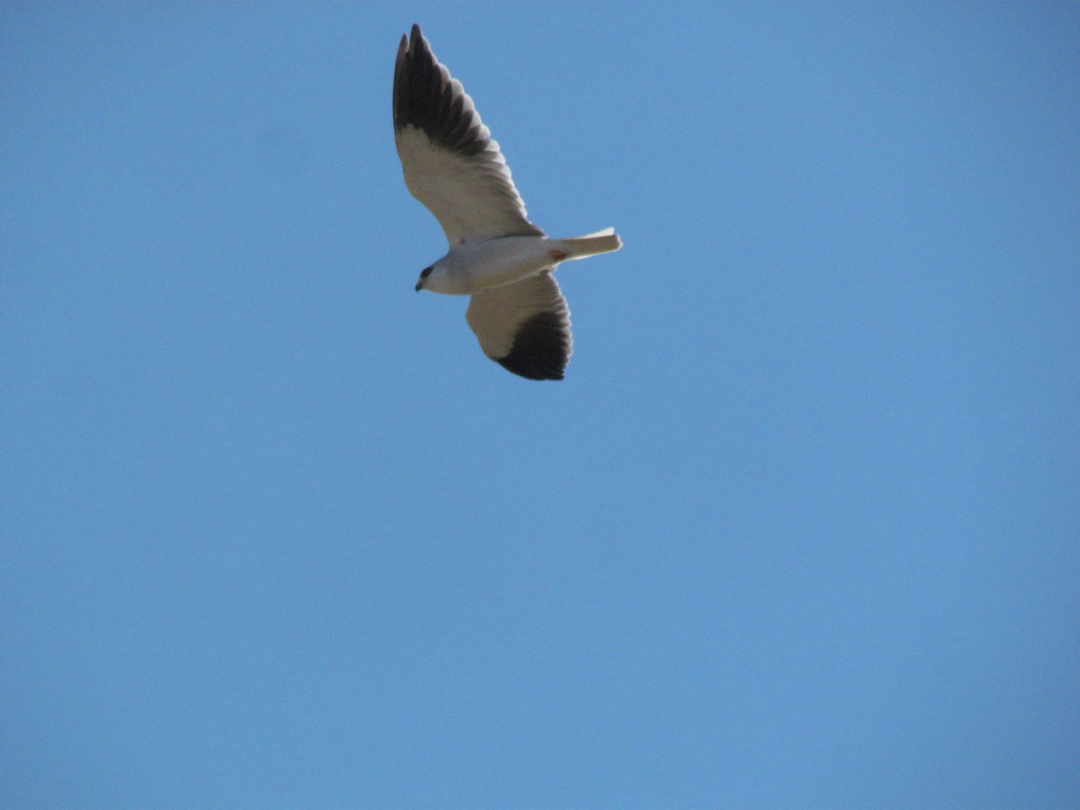 Black-winged Kite - ML398123071