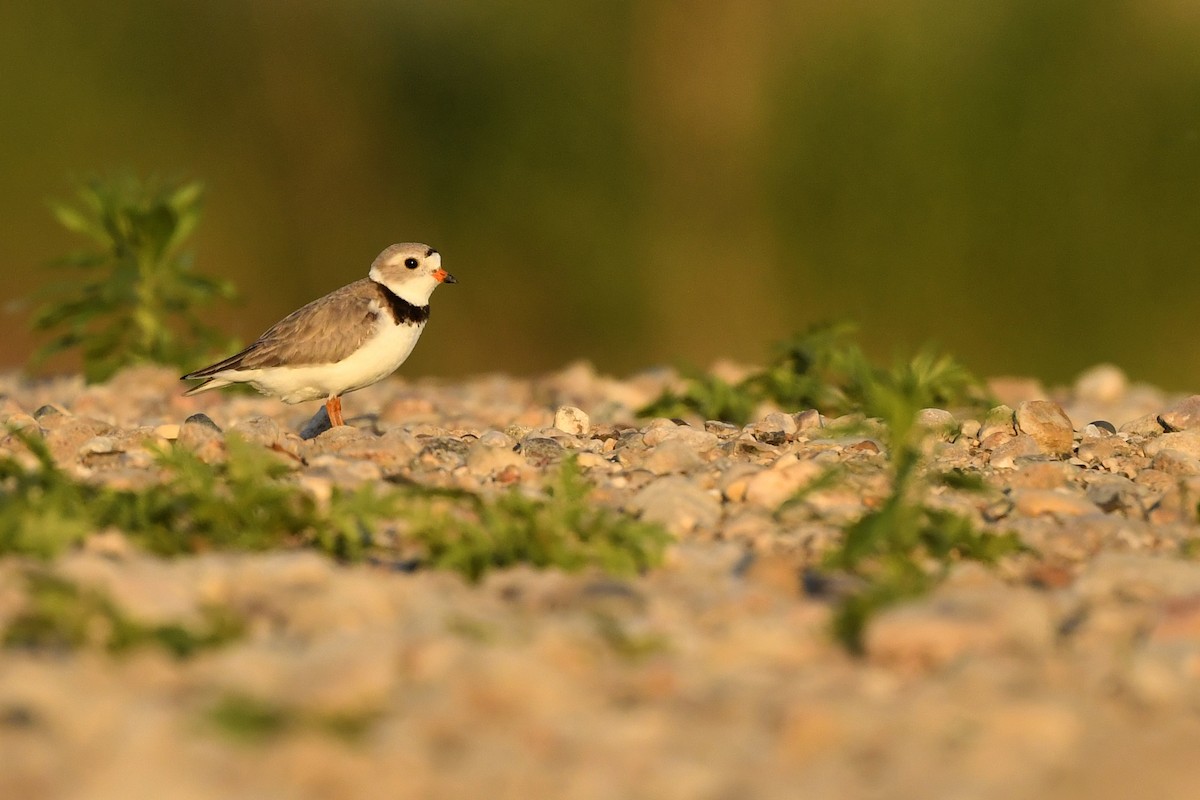 Piping Plover - ML398123871
