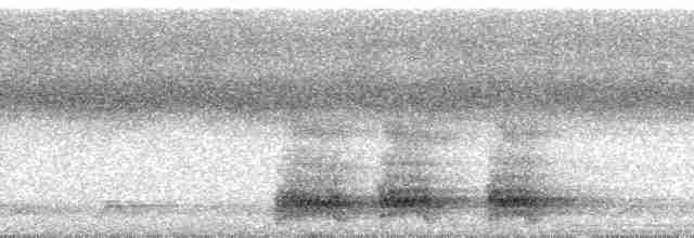 Серый павлиний фазан - ML39813