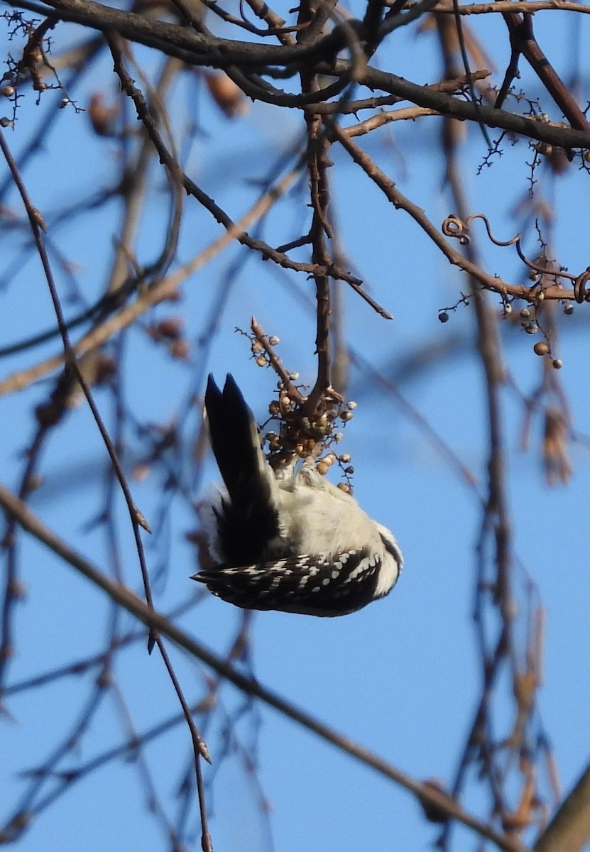 Downy Woodpecker - ML398132011