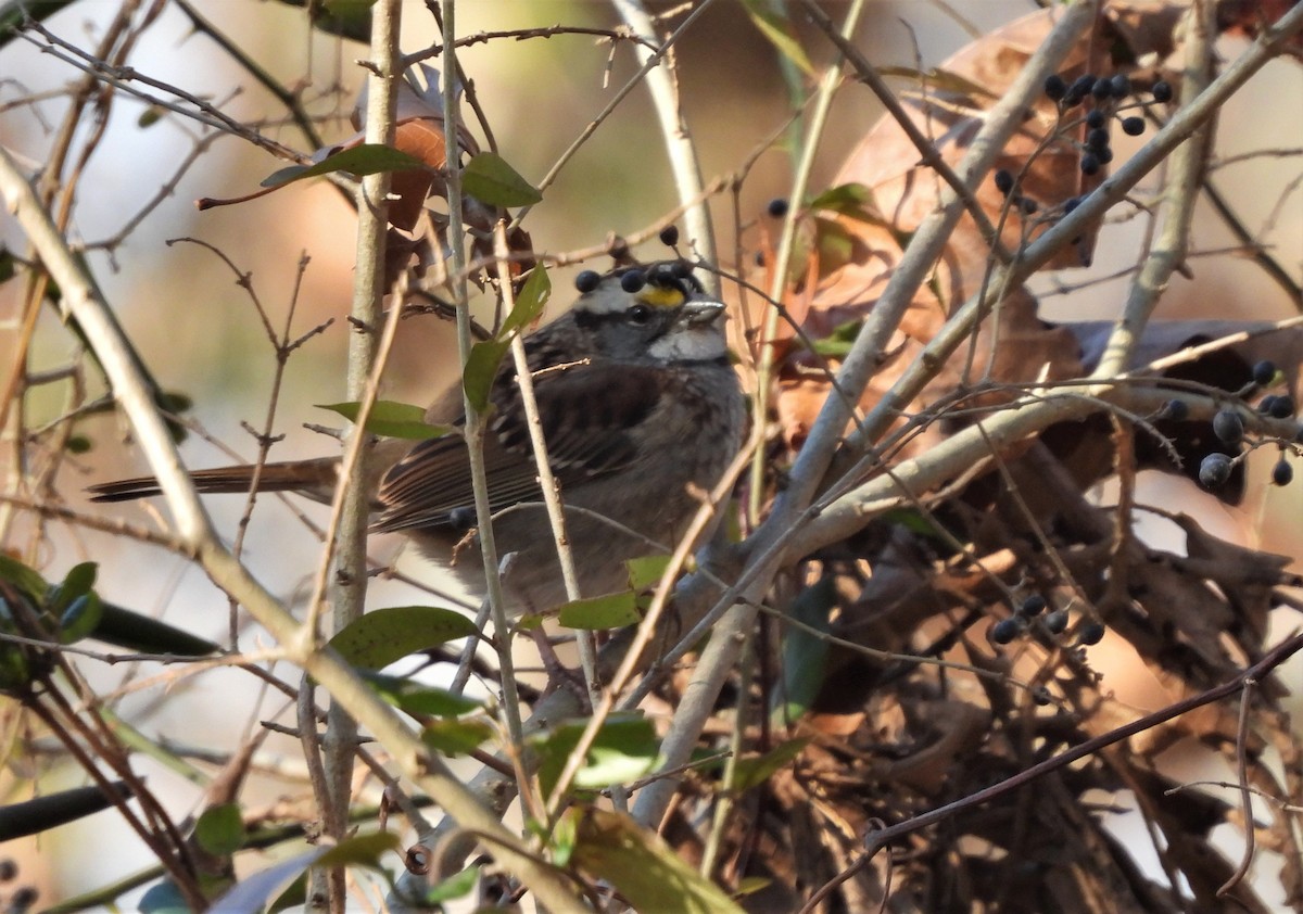 White-throated Sparrow - Jennifer Wilson-Pines