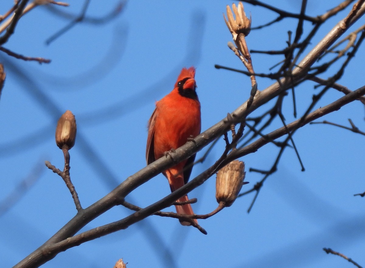 Northern Cardinal - Jennifer Wilson-Pines