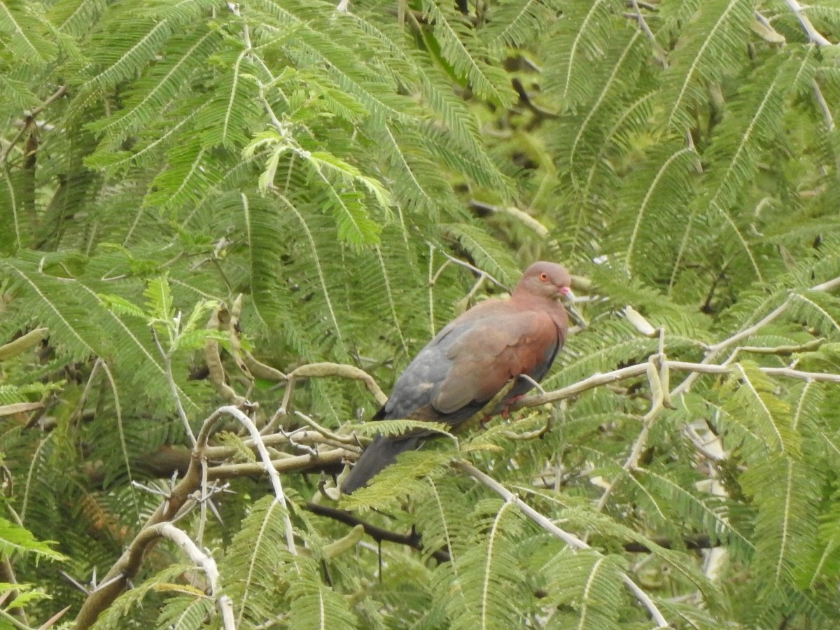 Peruvian Pigeon - ML398134731