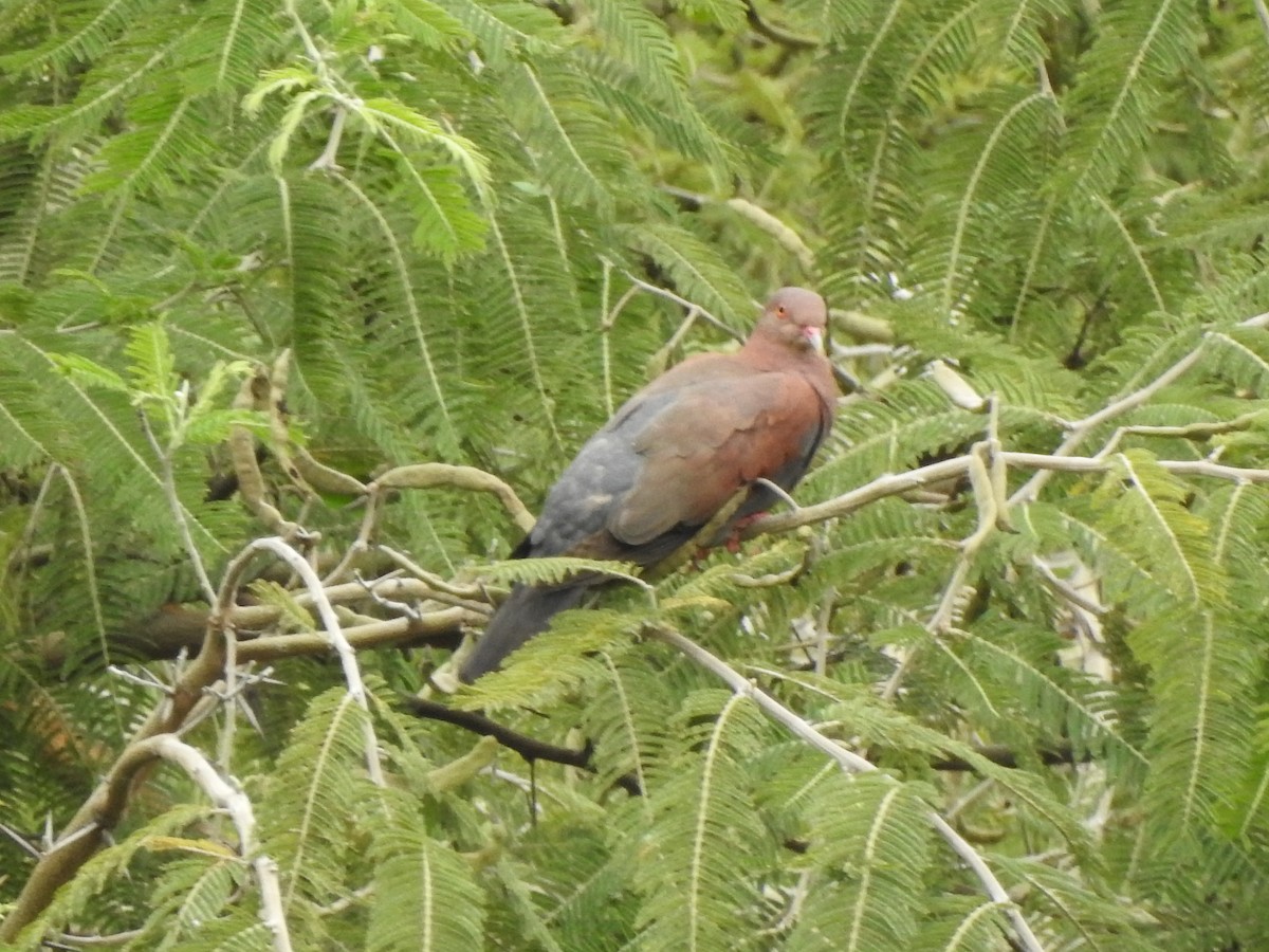 Peruvian Pigeon - ML398134741