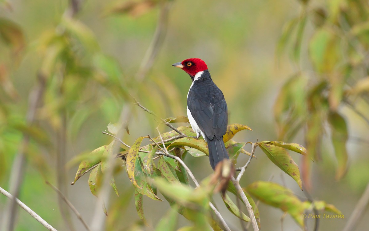 Red-capped Cardinal - Paul Tavares