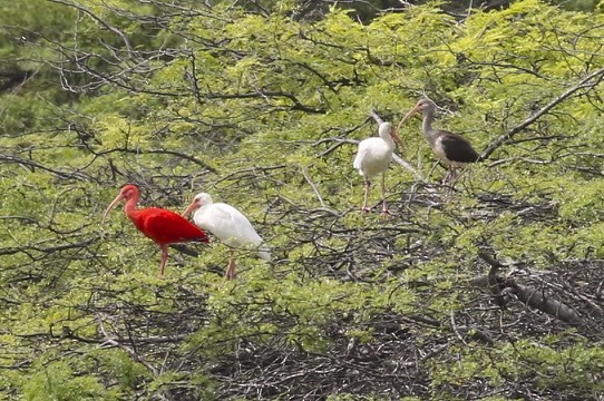 ibis rudý - ML39814041